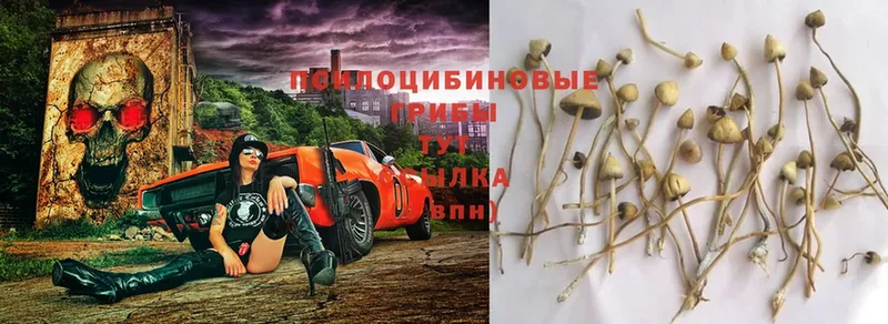 Псилоцибиновые грибы Magic Shrooms  Челябинск 